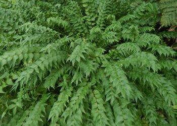 ZAMIA FISCHERI AKA ZAMIA VASQUEZII