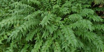 ZAMIA FISCHERI AKA ZAMIA VASQUEZII