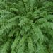 ZAMIA FISCHERI AKA ZAMIA VASQUEZII