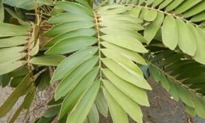 ZAMIA FURFURACEA THE CARDBOARD CYCAD
