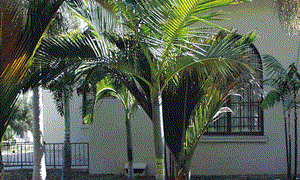 ARCHONTOPHOENIX BEATRICAE RARE VARIETY OF THE KING PALM