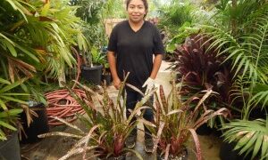 CYPHOPHOENIX ELEGANS THE ELEGANT PALM SINGLE TRUNK MEDIUM SIZED PALM FROM NEW CALEDONIA