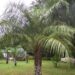 MULE PALM BUTIA X SYAGRUS (QUEEN PALM)