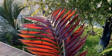 CHAMBEYRONIA HOOKERI THE BLONDE FLAME THROWER PALM