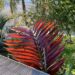 CHAMBEYRONIA HOOKERI THE BLONDE FLAME THROWER PALM