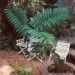 CHAMAEDOREA WOODSONIANA TALL, THICK TRUNK, BEAUTIFUL GREEN PINNATE PALM
