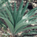 DIOON CALIFANOI RARE MEDIUM SIZED MEXICAN CYCAD