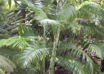 DYPSIS ONILAHENSIS SINGLE TRUNK OR SUCKERING PALM