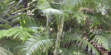 DYPSIS ONILAHENSIS SINGLE TRUNK OR SUCKERING PALM