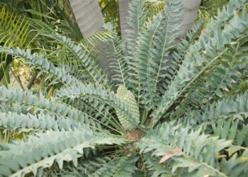ENCEPHALARTOS HORRIDUS SUPER BLUE SOUTH AFRICAN CYCAD