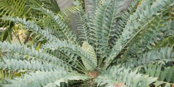 ENCEPHALARTOS HORRIDUS SUPER BLUE SOUTH AFRICAN CYCAD