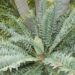 ENCEPHALARTOS HORRIDUS SUPER BLUE SOUTH AFRICAN CYCAD