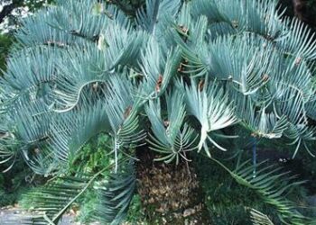 ENCEPHALARTOS EUGENE-MARAISII EXTREMELY ATTRACTIVE BLUE TRANSVAAL CYCAD
