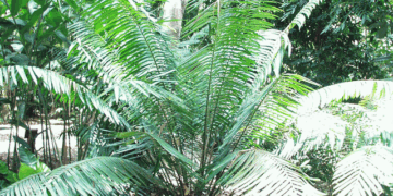 LEPIDOZAMIA HOPEI LEPIDOZAMIA SPECIES WITH WIDER LEAFLETS