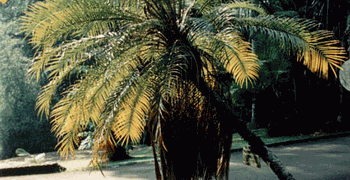 PHOENIX ROEBELENII THE PYGMY DATE PALM