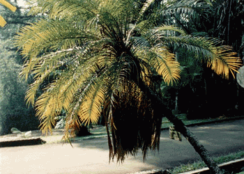 PHOENIX ROEBELENII THE PYGMY DATE PALM