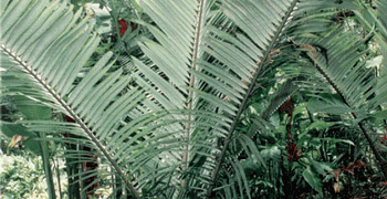 POLYANDROCOCOS CAUDESCENS AKA ALLAGOPTERA CAUDESCENS