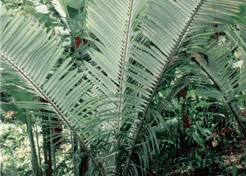 POLYANDROCOCOS CAUDESCENS AKA ALLAGOPTERA CAUDESCENS