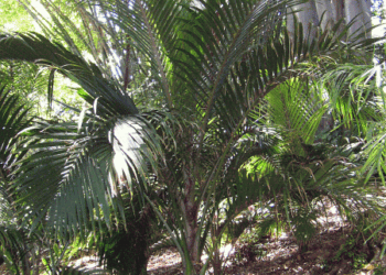 RHOPALOSTYLIS CHEESEMANII MORE RARE SPECIES OF THIS GENUS