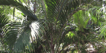 RHOPALOSTYLIS CHEESEMANII MORE RARE SPECIES OF THIS GENUS