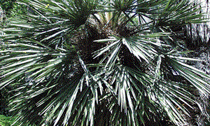TRITHRINAX CAMPESTRIS BLUE, SUCKERING FAN PALM VERY COLD HARDY