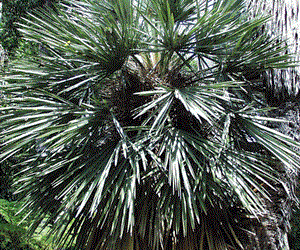 TRITHRINAX CAMPESTRIS BLUE, SUCKERING FAN PALM VERY COLD HARDY
