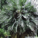 TRITHRINAX CAMPESTRIS BLUE, SUCKERING FAN PALM VERY COLD HARDY