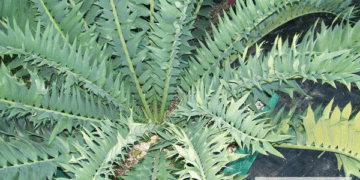 ENCEPHALARTOS ARENARIUS – BLUE & GREEN VARIETIES RARE SOUTH AFRICAN CYCAD