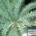 ENCEPHALARTOS ARENARIUS – BLUE & GREEN VARIETIES RARE SOUTH AFRICAN CYCAD