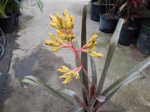 AECHMEA SPECIES BRANCHING YELLOW BLOSSOM