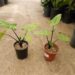 ALOCASIA BLACK STEM AKA DARK STEM VERY DARK STEMS AND LEAF VEINS