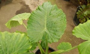 ALOCASIA CAL-ODORA