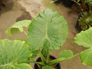 ALOCASIA CAL-ODORA