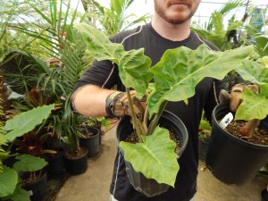 ALOCASIA LOW RIDER TRUE DWARF GREEN HYBRID