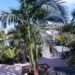 KING PALM ARCHONTOPHOENIX CUNNINGHAMIANA