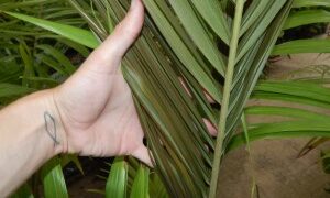 ARCHONTOPHOENIX MAXIMA LARGEST OF THE KING PALMS