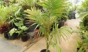 ARCHONTOPHOENIX MAXIMA LARGEST OF THE KING PALMS