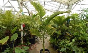 ARCHONTOPHOENIX “TERACARPA” THE BEST KING PALM EVER!  MUCH SUPERIOR TO REGULAR KING PALMS
