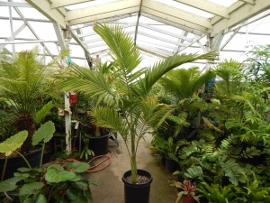 ARCHONTOPHOENIX “TERACARPA” THE BEST KING PALM EVER!  MUCH SUPERIOR TO REGULAR KING PALMS