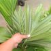 ARCHONTOPHOENIX “TERACARPA” THE BEST KING PALM EVER!