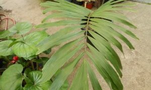 ARENGA ENGLERI SUCKERING COLD HARDY PALM FROM JAPAN AND TAIWAN