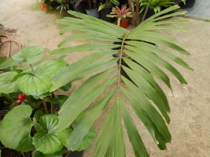 ARENGA ENGLERI SUCKERING COLD HARDY PALM FROM JAPAN AND TAIWAN