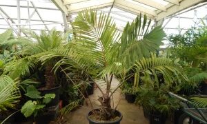 ARENGA MICRANTHA LARGE SUCKERING PINNATE PALM FROM INDIA THAT TOLERATES SIGNIFICANT COLD