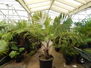 ARENGA MICRANTHA LARGE SUCKERING PINNATE PALM FROM INDIA THAT TOLERATES SIGNIFICANT COLD