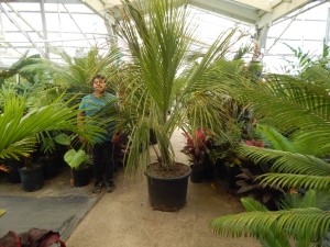 BECCARIOPHOENIX ALFREDII THE MADAGASCAR PLATEAU COCONUT PALM