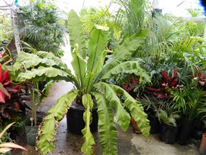 EXOTIC FERNS