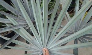 BISMARCKIA NOBILIS BLUE SINGLE TRUNK FAN PALM FROM MADAGASCAR