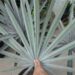 BISMARCKIA NOBILIS BLUE SINGLE TRUNK FAN PALM FROM MADAGASCAR