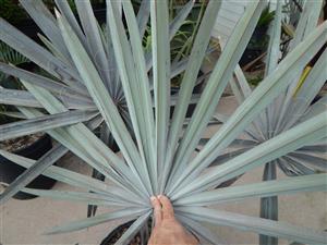 BISMARCKIA NOBILIS BLUE SINGLE TRUNK FAN PALM FROM MADAGASCAR
