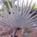 BISMARCKIA NOBILIS BLUE SINGLE TRUNK FAN PALM FROM MADAGASCAR
